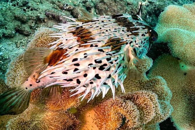 Scuba Diving Tour in Cham Island for certified divers or Beginners - Who This Tour Fits Best in Real Life