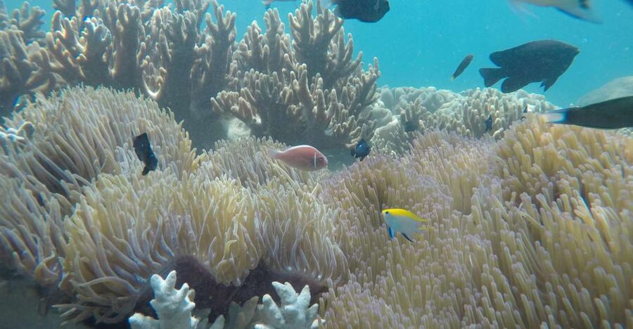 Snorkeling Cham Island: Snorkeling Tour by Speed Boat - Key Highlights Worth Your Attention