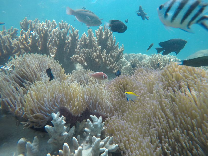 Snorkeling Cham Island: Snorkeling Tour by Speed Boat - Hon Nhon Beach Snorkeling: UNESCO Waters and Practical Swim Time