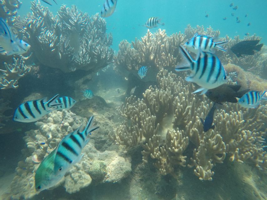 Snorkeling Cham Island: Snorkeling Tour by Speed Boat - Bai Chong Beach After Lunch: Hammocks, Sun, and a Breather