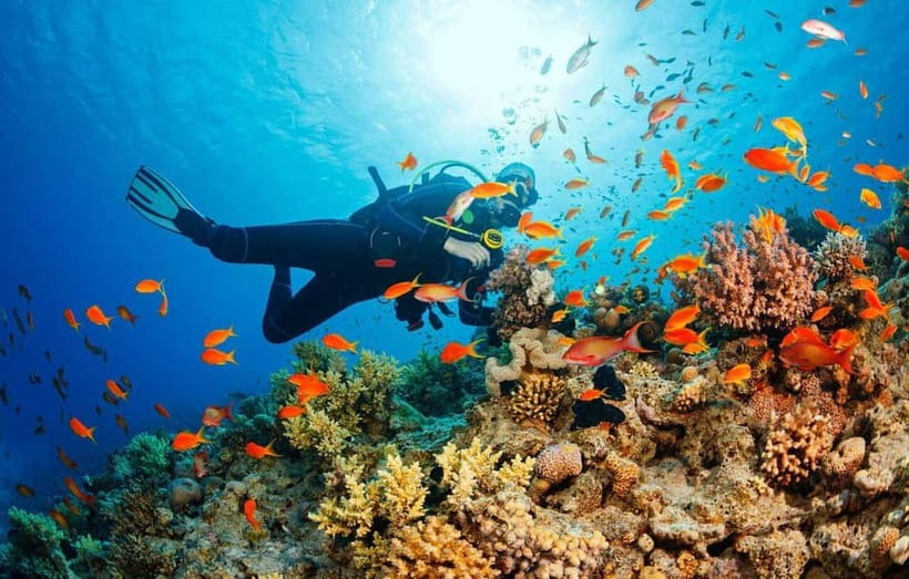 Visit Cham Islands & Snorkelling & Scuba Diving - Chong/Ong Beach: Snorkeling Time, Starfish, and the Jellyfish Reality