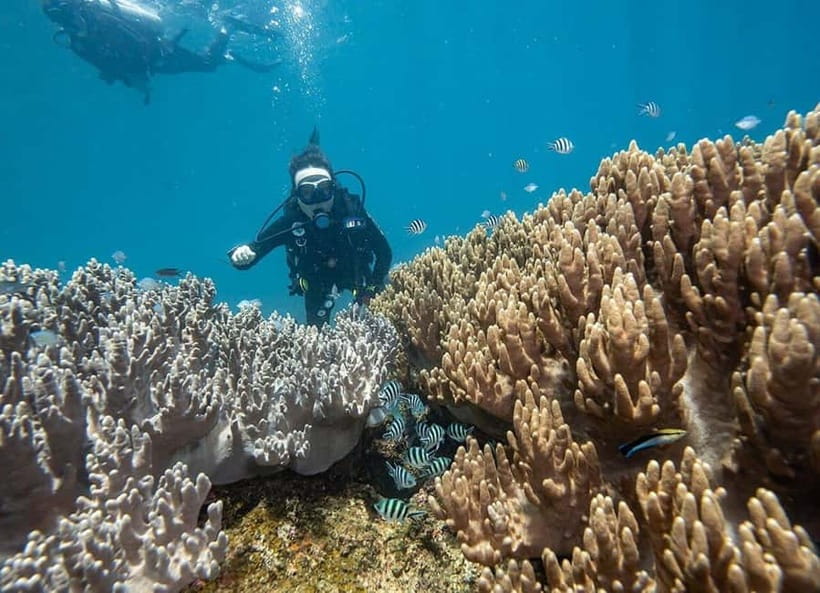 Visit Cham Islands & Snorkelling & Scuba Diving - Optional Scuba Sessions: Beginner-Friendly by Default