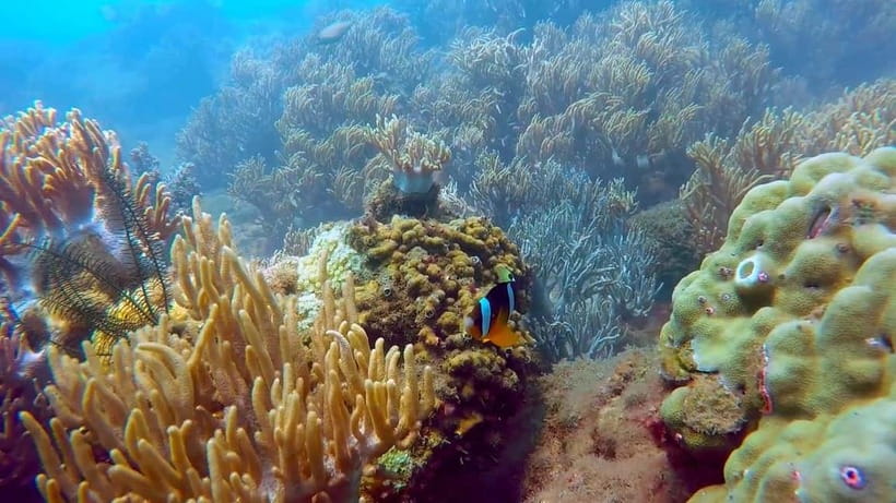 Visit Cham Islands & Snorkelling & Scuba Diving - From Your Hotel to Cu Lao Cham: Transport and Timing That Matter